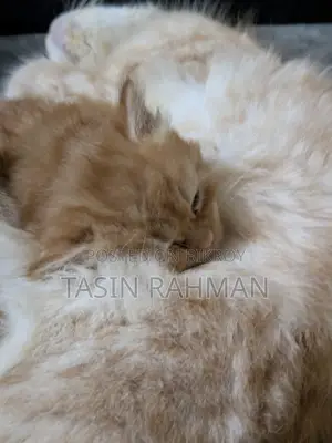 0-1 Month Female Purebred Persian Kitten