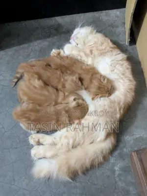 0-1 Month Female Purebred Persian Kitten