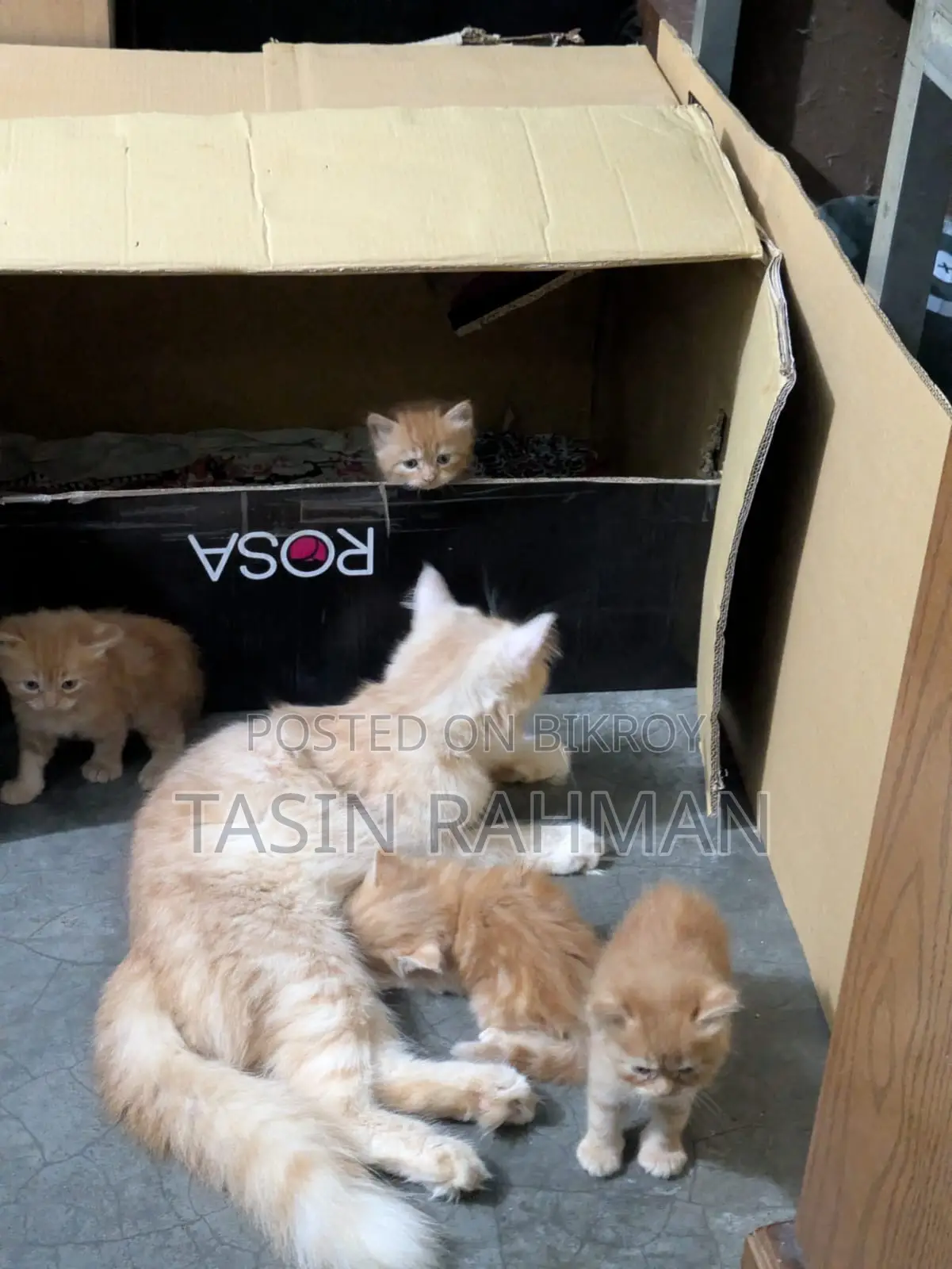 0-1 Month Female Purebred Persian Kitten