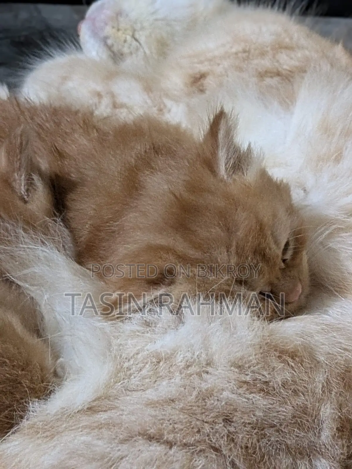 0-1 Month Female Purebred Persian Kitten