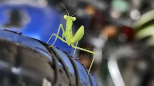আইকিউওও ১১ ২৫৬ জিবি কালো