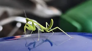 আইকিউওও ১১ ২৫৬ জিবি কালো