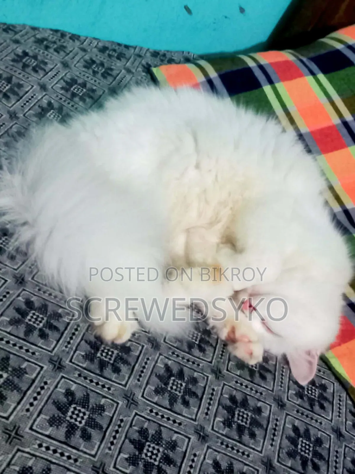6-12 months Male Purebred Persian