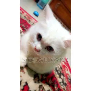 6-12 months Male Purebred Persian
