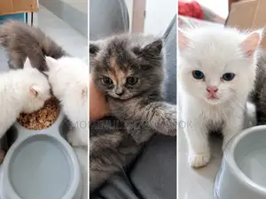 1-3 Months Male Mixed Breed Persian