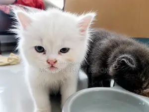 1-3 Months Male Mixed Breed Persian