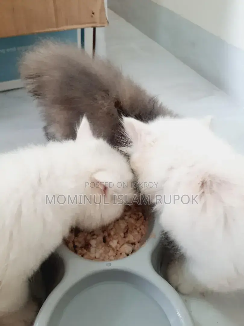 1-3 Months Male Mixed Breed Persian