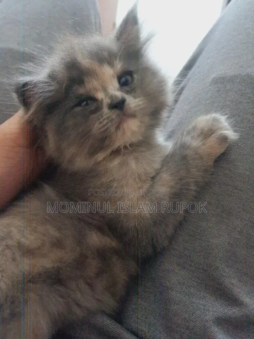 1-3 Months Male Mixed Breed Persian