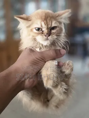 ১-৩ মাসের খাঁটি জাতের পার্সিয়ান মাদি বিড়াল