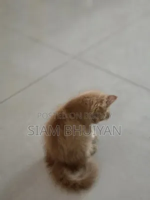 ১-৩ মাসের খাঁটি জাতের পার্সিয়ান মাদি বিড়াল
