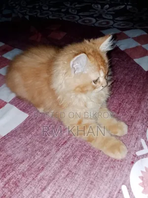1-3 months Male Purebred Persian