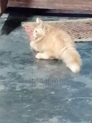 1-3 months Male Purebred Persian