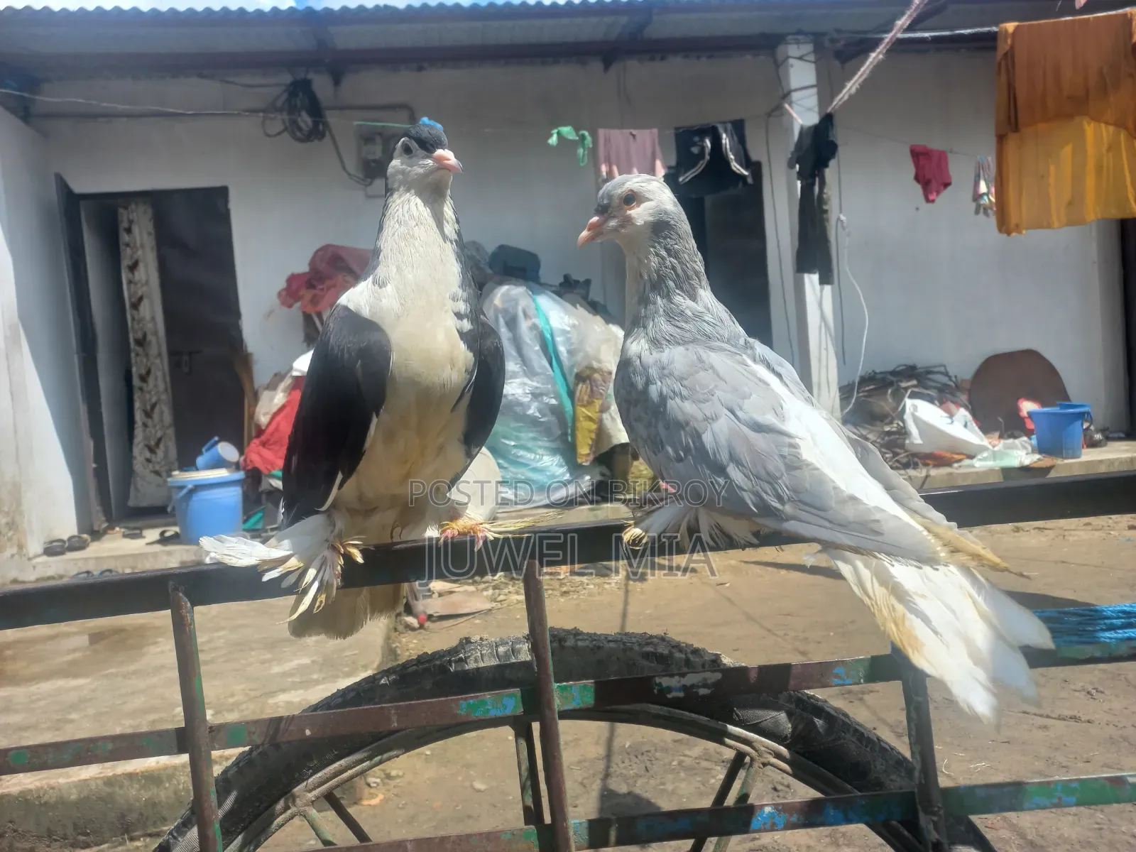 Shiraji Pigeon