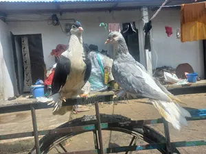 Shiraji Pigeon