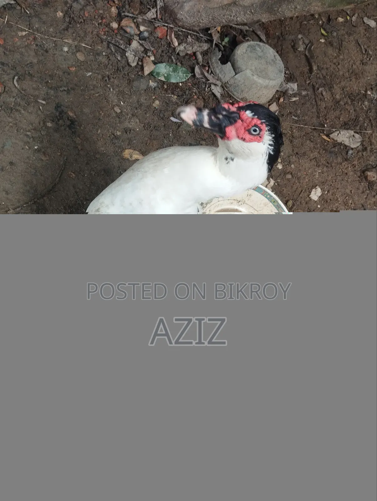 চিনা হাঁস মেইল এবং ফিমেইল