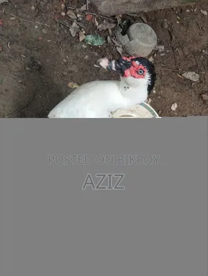 চিনা হাঁস মেইল এবং ফিমেইল
