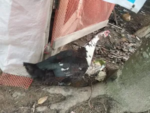 চিনা হাঁস মেইল এবং ফিমেইল