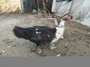 চিনা হাঁস মেইল এবং ফিমেইল