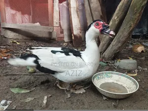 চিনা হাঁস মেইল এবং ফিমেইল