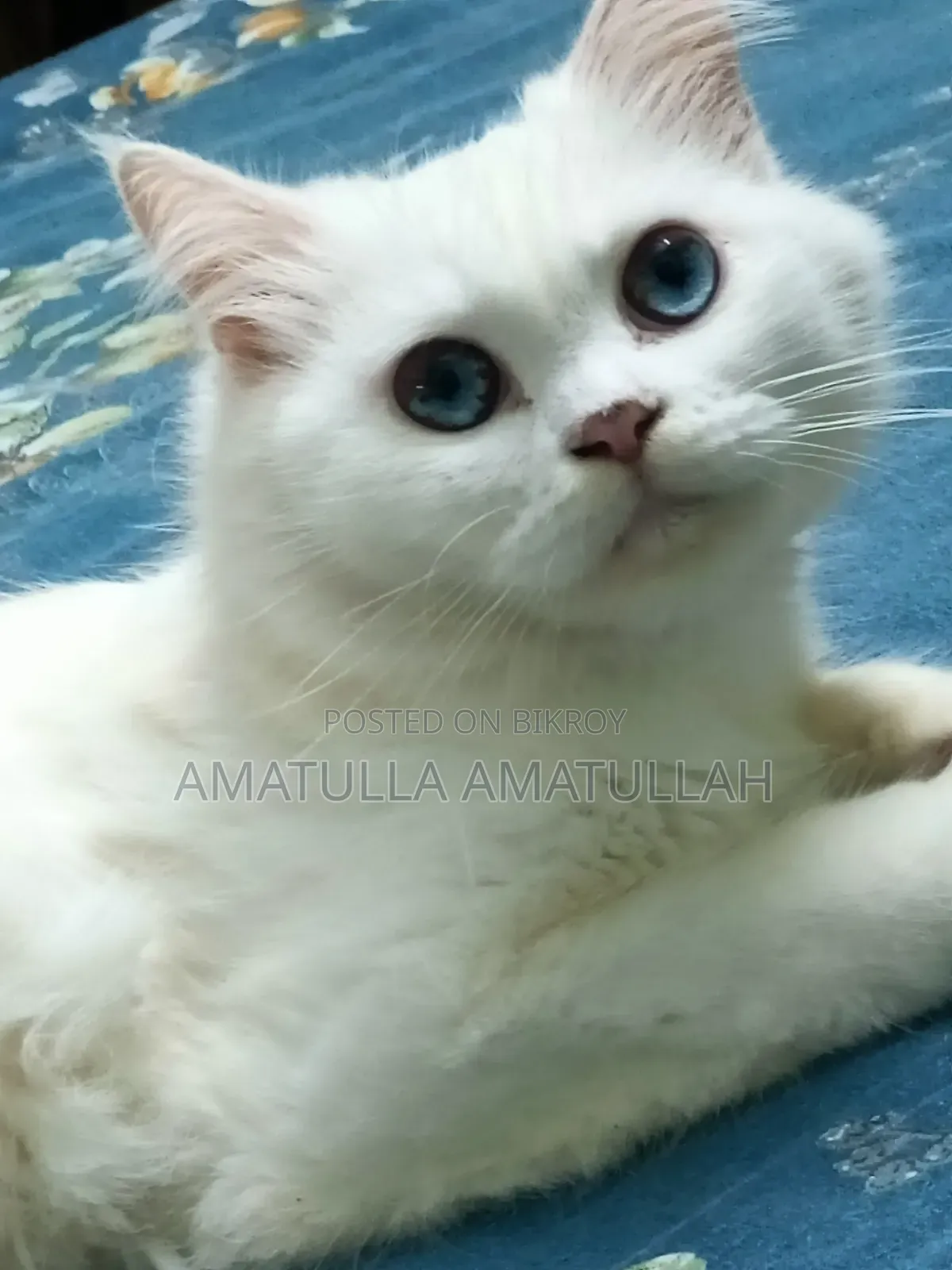 ১+ বছরের খাঁটি পার্সিয়ান মাদী বিড়াল