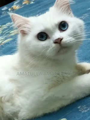 ১+ বছরের খাঁটি পার্সিয়ান মাদী বিড়াল