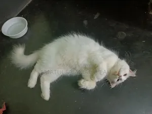 ১+ বছরের খাঁটি পার্সিয়ান মাদী বিড়াল