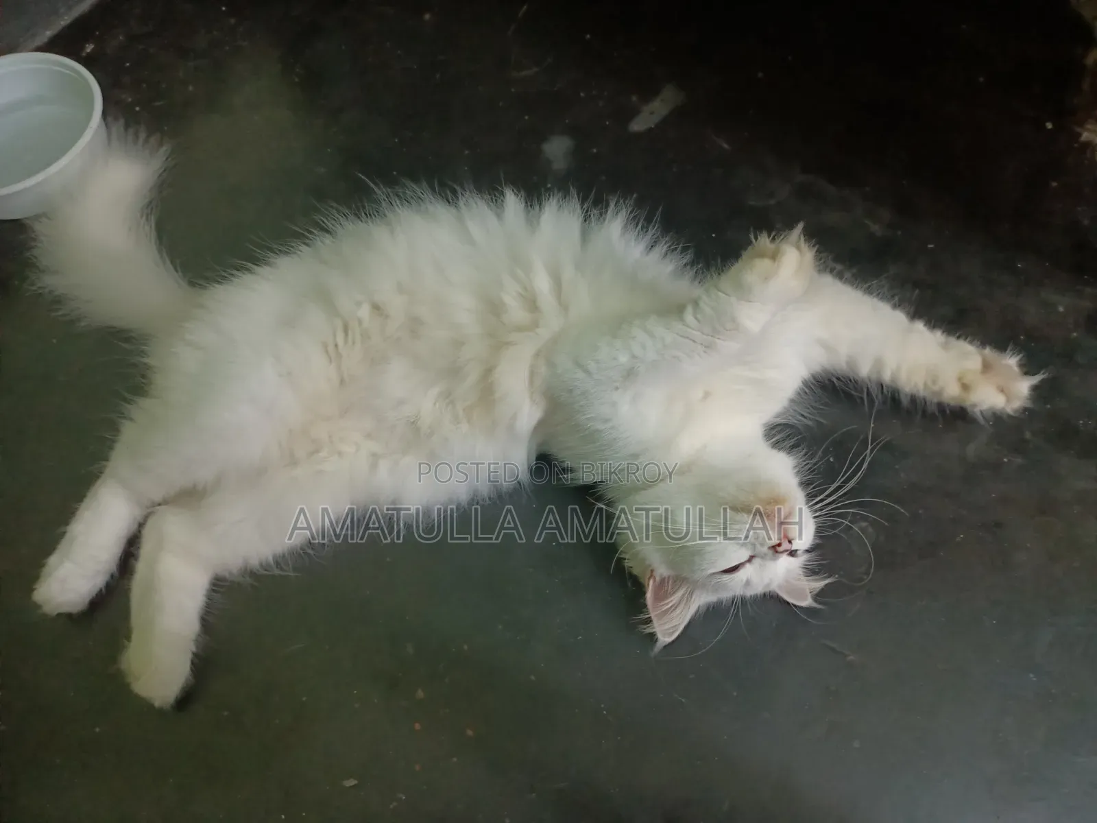 ১+ বছরের খাঁটি পার্সিয়ান মাদী বিড়াল