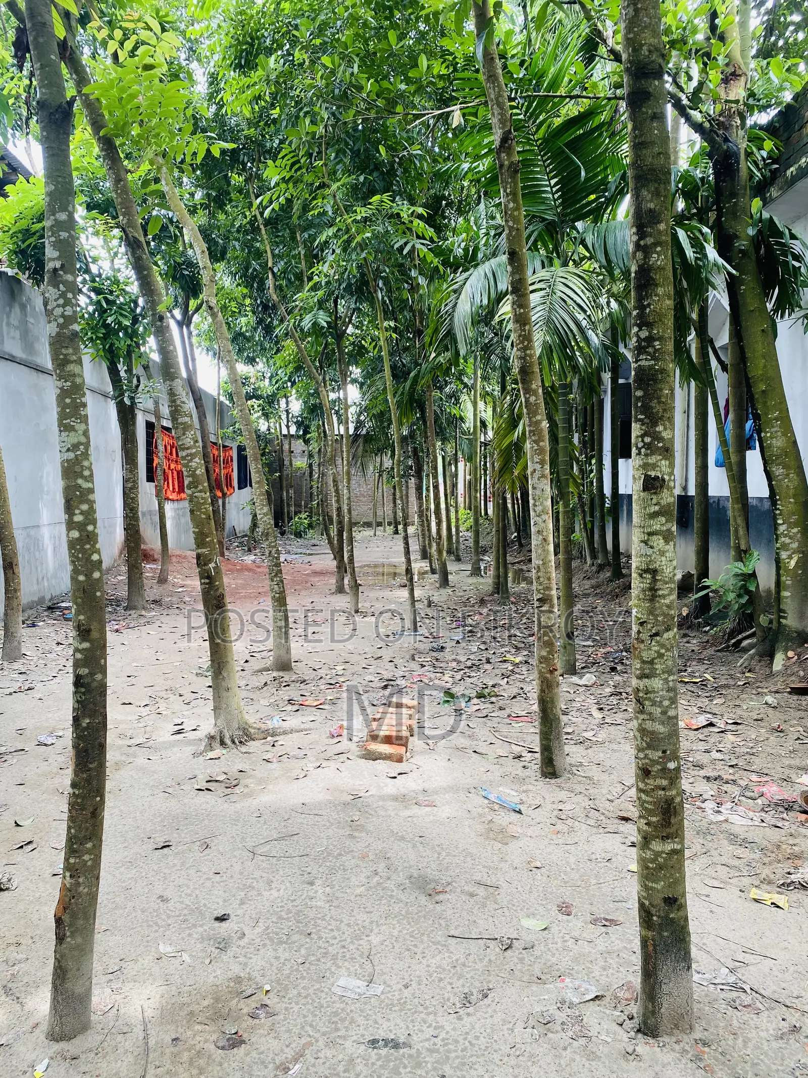 সোনাতলা বালুয়াহাটে রাস্তার পাশেই ১৭.৫ শতক জমি বিক্রয়