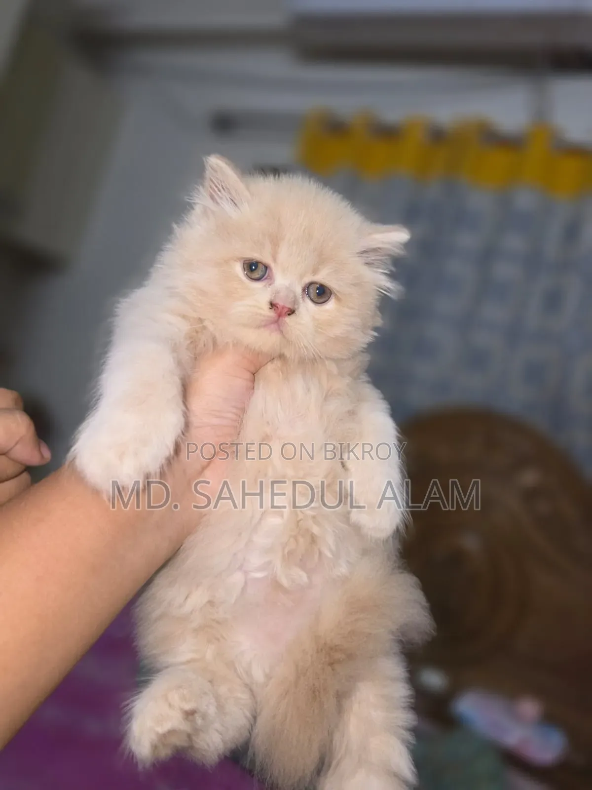 1-3 months Male Purebred Persian