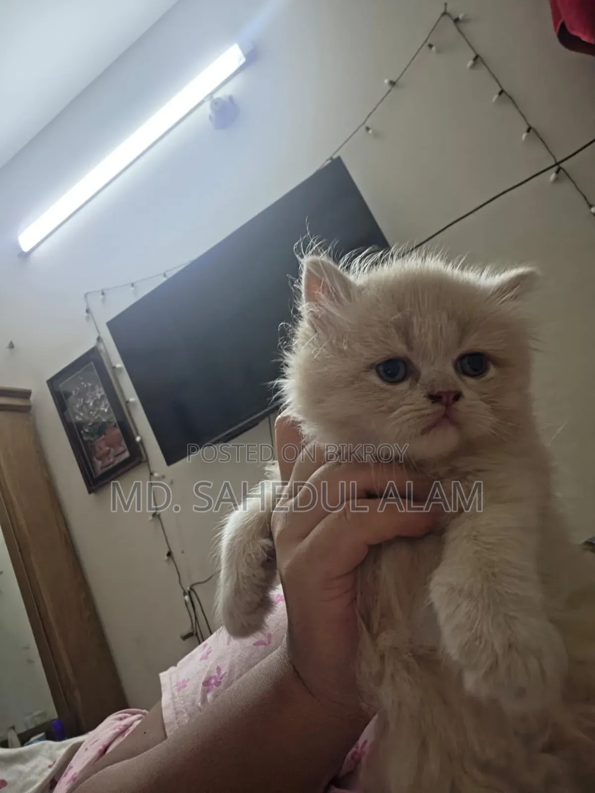 1-3 months Male Purebred Persian