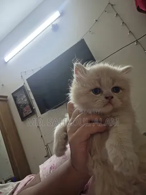 1-3 months Male Purebred Persian