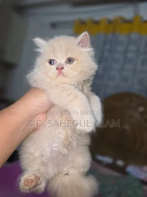 1-3 months Male Purebred Persian