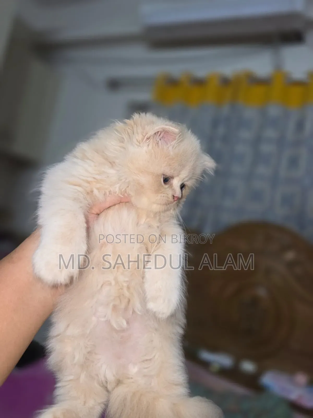 1-3 months Male Purebred Persian