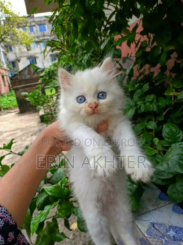 ০-১ মাসের ফিমেল পিওরব্রেড পার্সিয়ান
