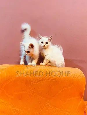 ১-৩ মাসের খাঁটি পার্সিয়ান বিড়ালছানা (ফিমেল)