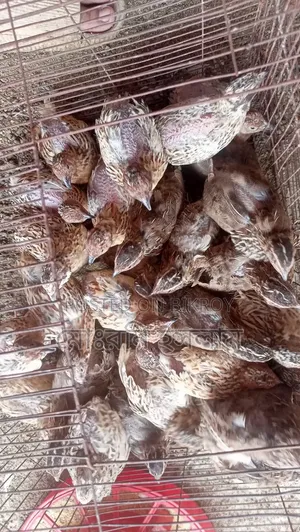 কোয়েল পাখি রানিং