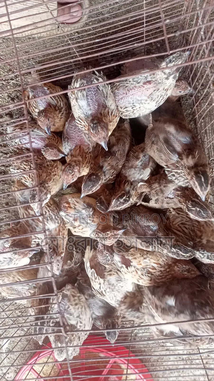 কোয়েল পাখি রানিং