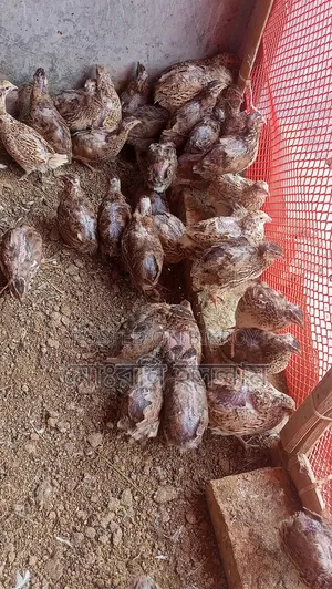 কোয়েল পাখি রানিং