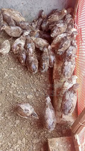 জাপানি কয়েল পাখি