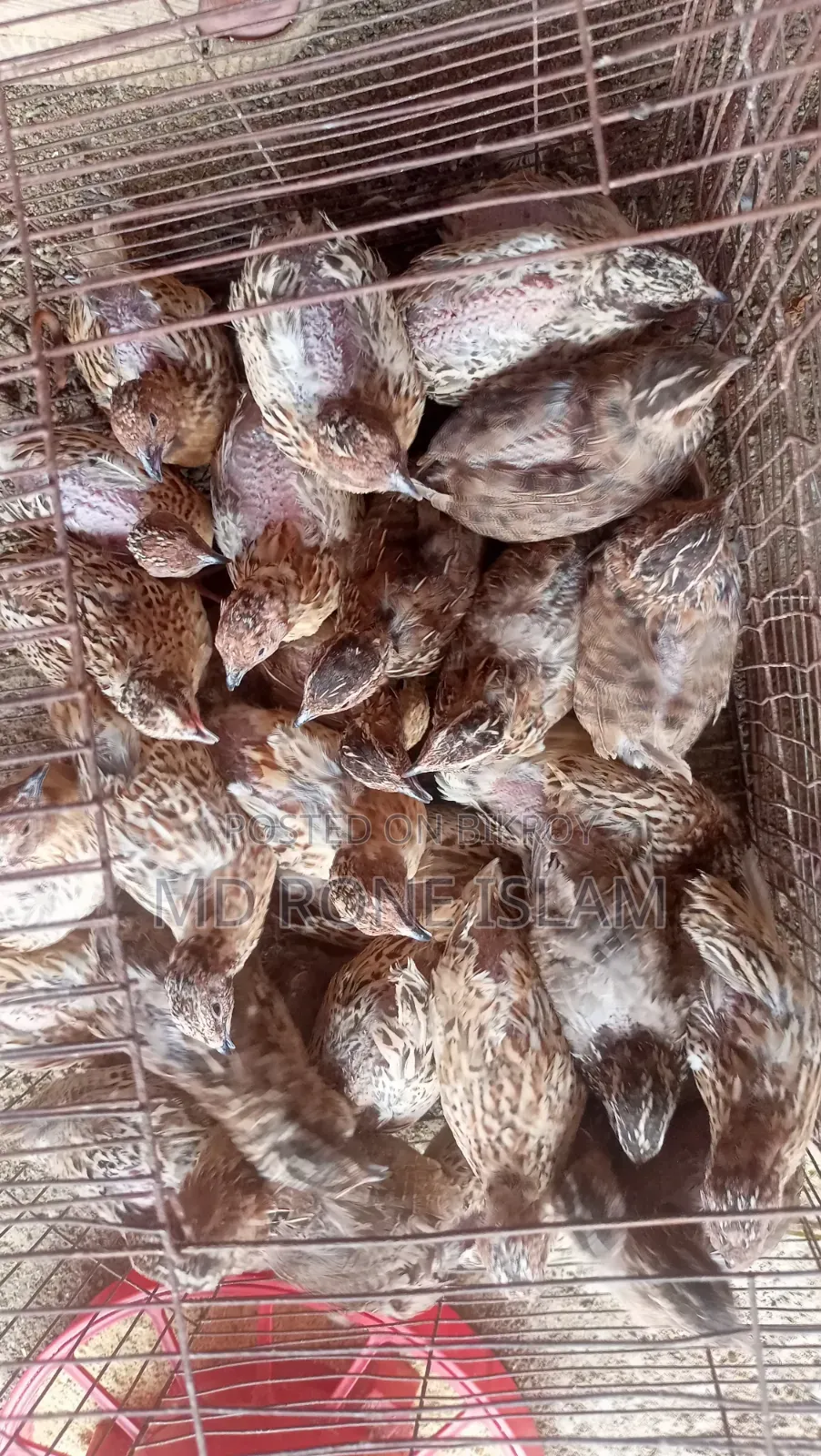 জাপানি কয়েল পাখি