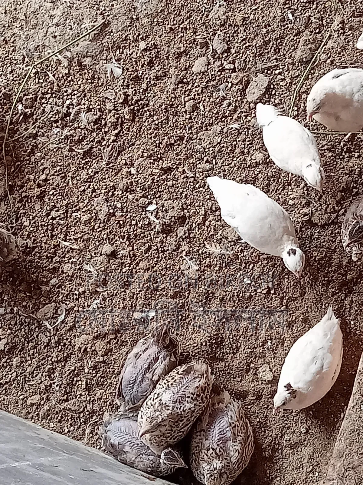 কোয়েল পাখি