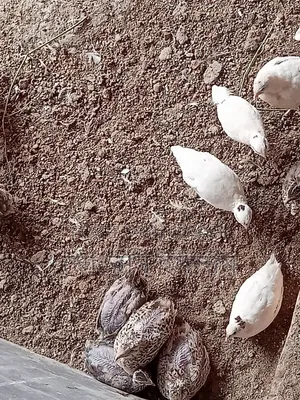 কোয়েল পাখি