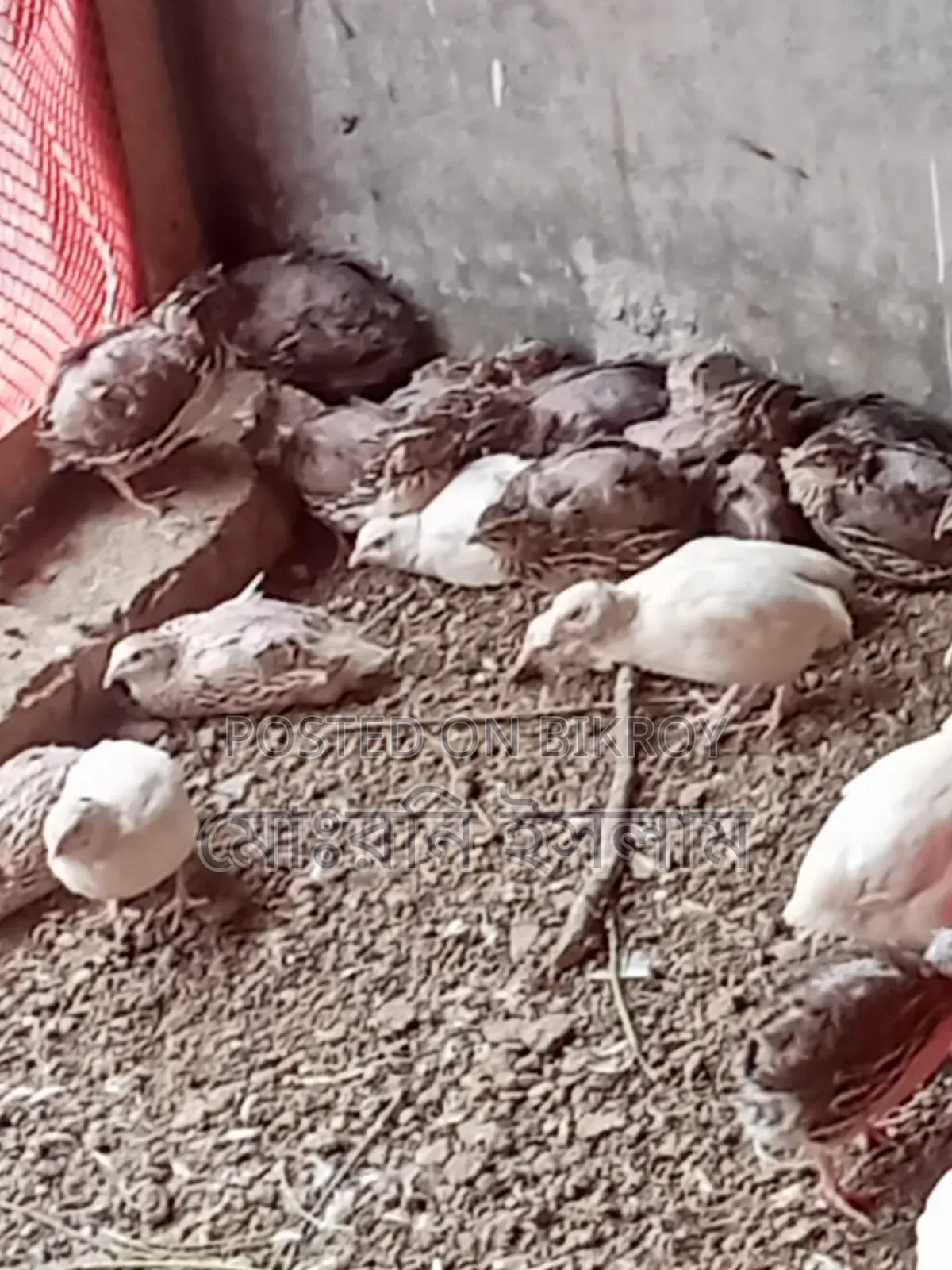 কোয়েল পাখি