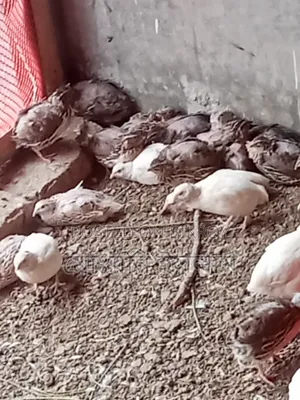 কোয়েল পাখি