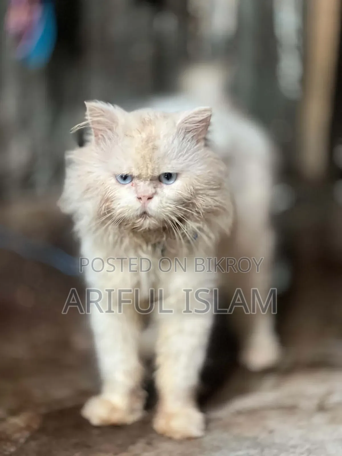 ১-৩ মাসের ফিমেল পিওরব্রেড স্নোশো