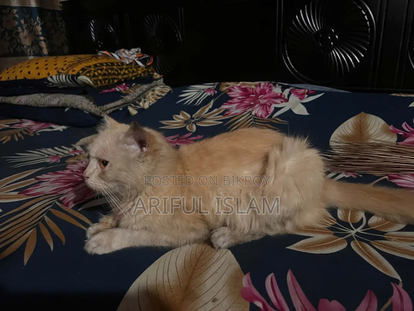 ১-৩ মাসের ফিমেল পিওরব্রেড স্নোশো