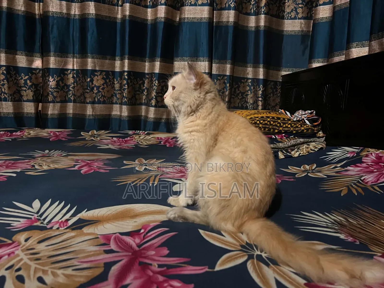 ১-৩ মাসের ফিমেল পিওরব্রেড স্নোশো