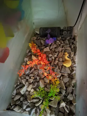 Aquarium - Fish Aquarium