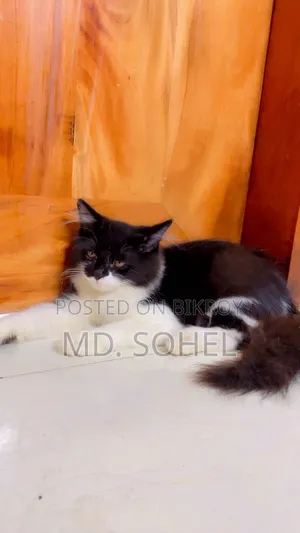 ৩-৬ মাস বয়সী পুরুষ খাঁটি পার্সিয়ান