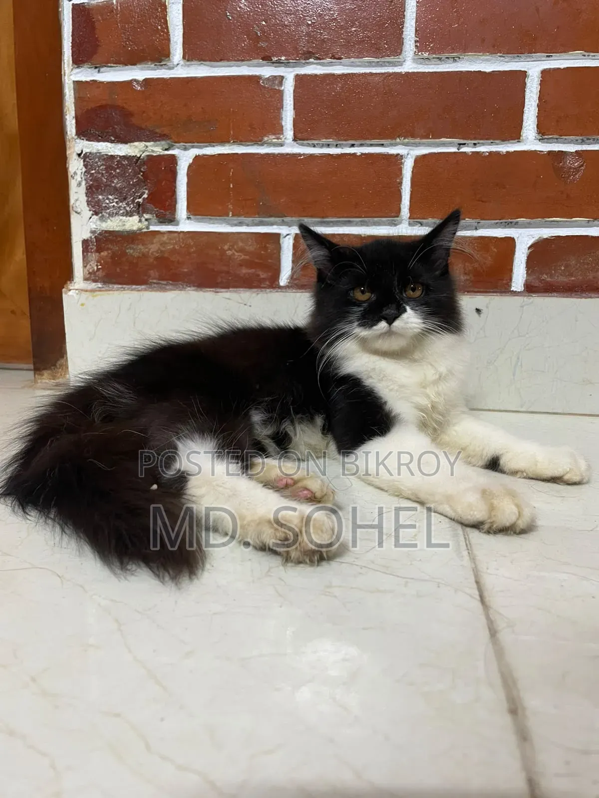 ৩-৬ মাস বয়সী পুরুষ খাঁটি পার্সিয়ান